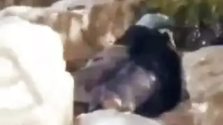 جنس خارجي تلقائي: إرخاؤها وممارسة الجنس دون وقاية