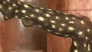 نيك قاسي وهمجي من الخلف