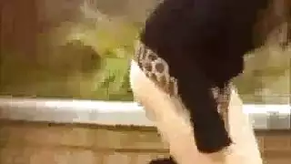 مايا خليفه بتتناك من اخوها