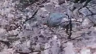 غادة تمص بعمق وتنتهي بالقذف داخلها