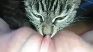 سكس قطط تلحس كس فتاة