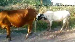 رجل ينيك عجل بقرة سكس حيوانات الإباحية