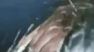 اخوا يخضع لنياك اختو