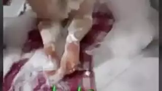 حيوان زيك نات