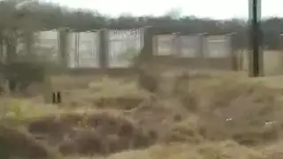 نيك بريرا وكاران