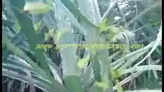سكس في الحقل الزراعية