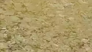 استيقظت لاسي تاون ، وتعرت وبدأت في امتصاص قضيب عشيقها الكبير ، مثل العاهرة