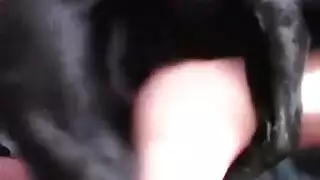 سكس كلب ينيك فتاة في السيارة