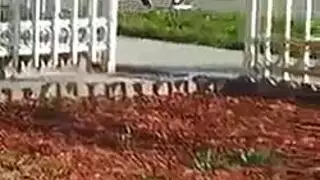 صغيرتي لاتينا جبهة مورو مع الثدي الصغيرة يحب أن تحصل مارس الجنس في موقف أسلوب هزلي