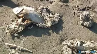 حصلت شقراء مثير مع شعر كس لها موانئ دبي الأولى ثم حصلت مارس الجنس على الأريكة