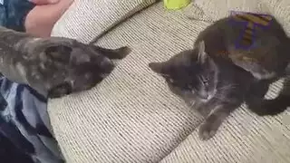 سيارة القط الأحمر ليست ساذجة بما يكفي لطلب اللسان، حتى لو كانت وحدها في المنزل