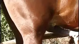 فيلم جنس حيوانات: أنثى ناضجة وقضيب حصان هائل