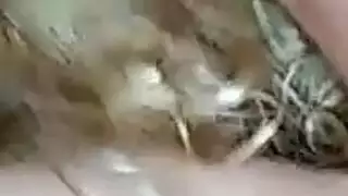 camwh0res 2016 016 أنبوب إباحي مجاني